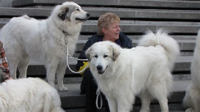 du Hogan des Vents - Exposition Canine Internationale de St. Gall (Suisse)