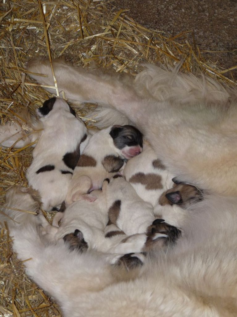 Chiot Chien de Montagne des Pyrenees du Hogan des Vents
