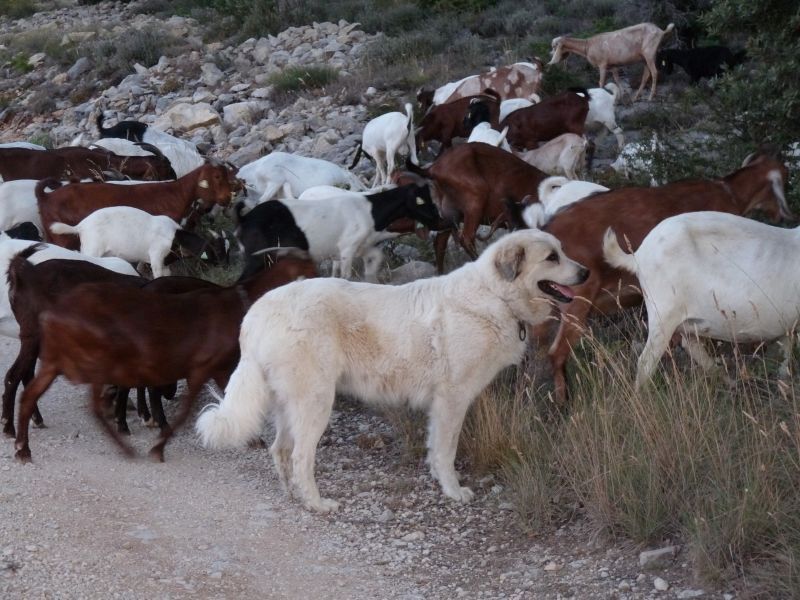 du Hogan des Vents - Chiots disponibles - Chien de Montagne des Pyrenees