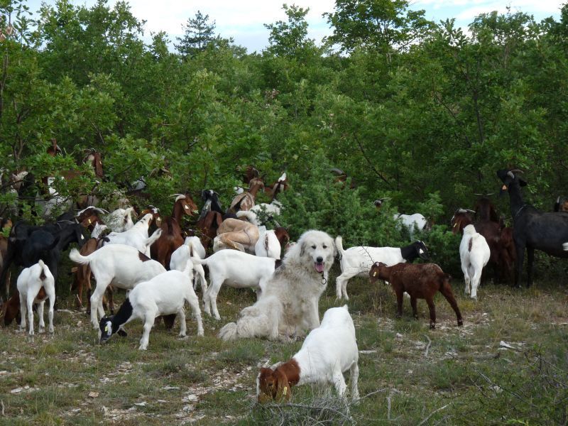 du Hogan des Vents - Chiots disponibles - Chien de Montagne des Pyrenees