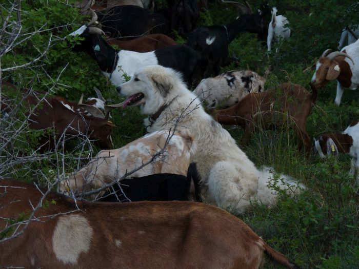 du Hogan des Vents - Chiots disponibles - Chien de Montagne des Pyrenees