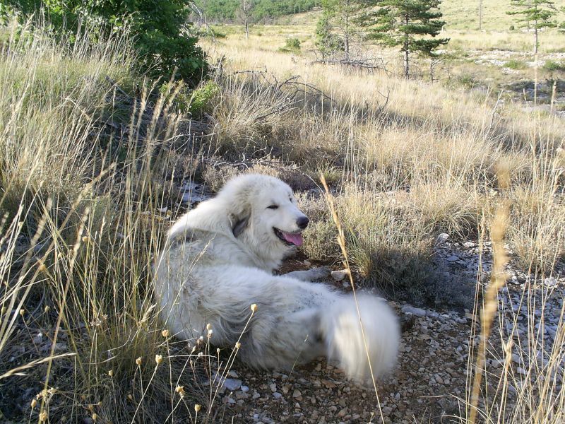du Hogan des Vents - Chiots disponibles - Chien de Montagne des Pyrenees