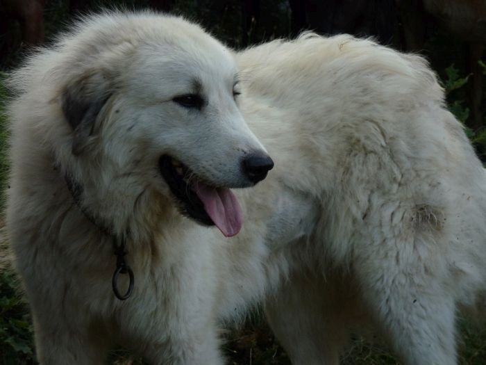 du Hogan des Vents - Chiots disponibles - Chien de Montagne des Pyrenees