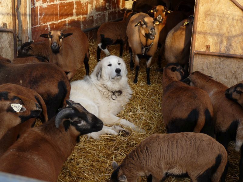 du Hogan des Vents - Chiots disponibles - Chien de Montagne des Pyrenees